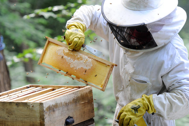 comment devenir un apiculteur