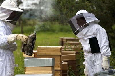 formation en apiculture