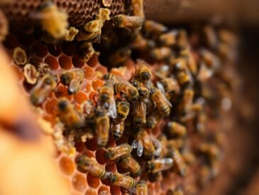 Comment les abeilles fabriquent du miel et de la cire ?